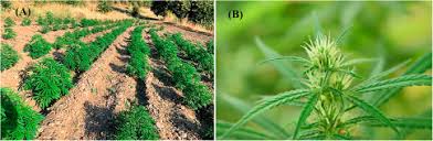 The Role of Cannabidiol in Summertime Relaxation: Embracing Chill Vibes in Woodbridge